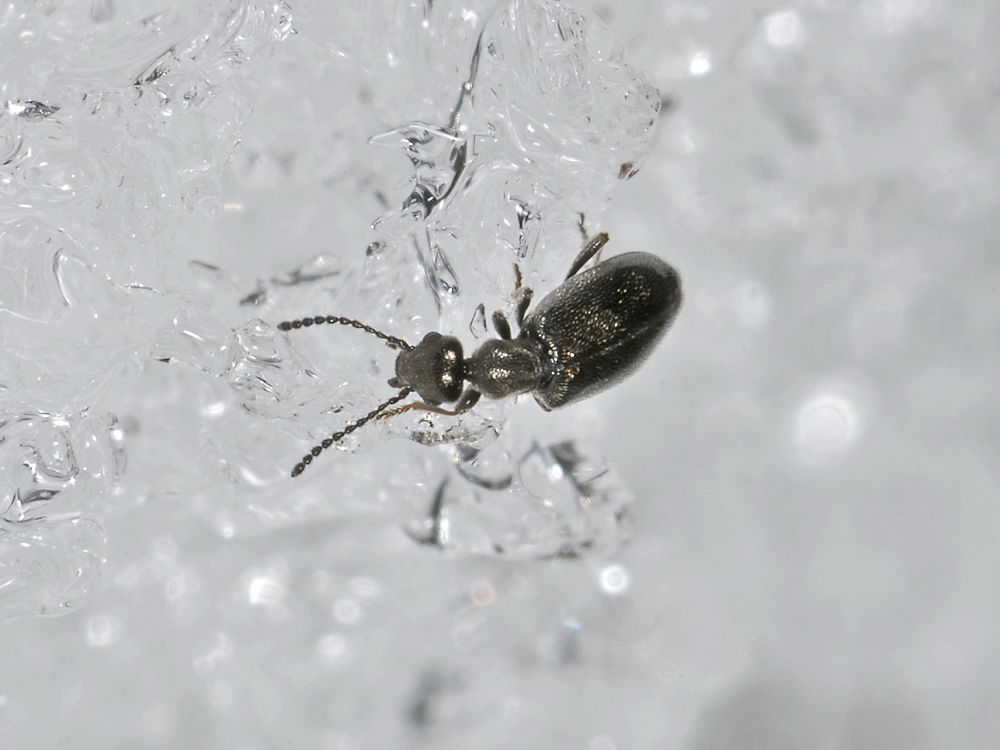 Anthicus niger?No. Microhoria plumbea plumbea (Anthicidae)
